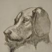 Charlie (pencil sketch)